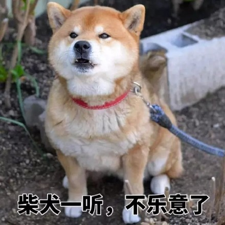 物种已经不受限制？一只会打游戏的狗 要参加速通大赛募捐(图3)